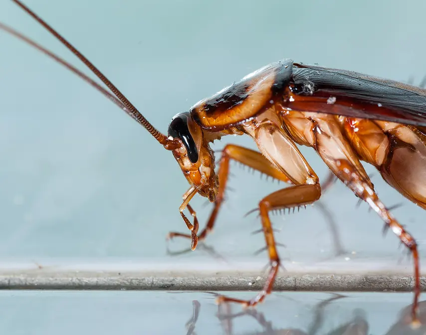 Cockroach Control