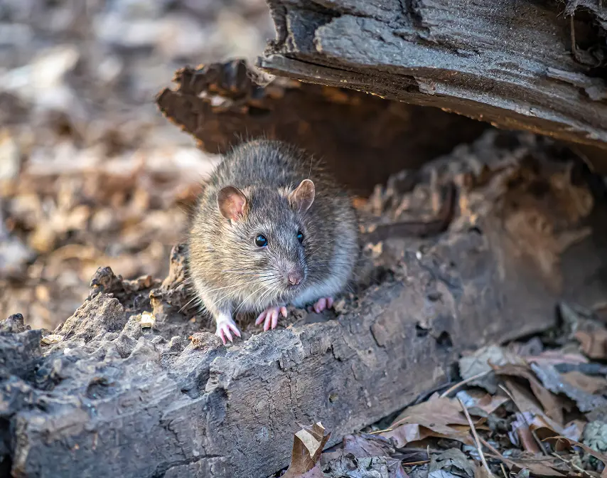 Rodent Control