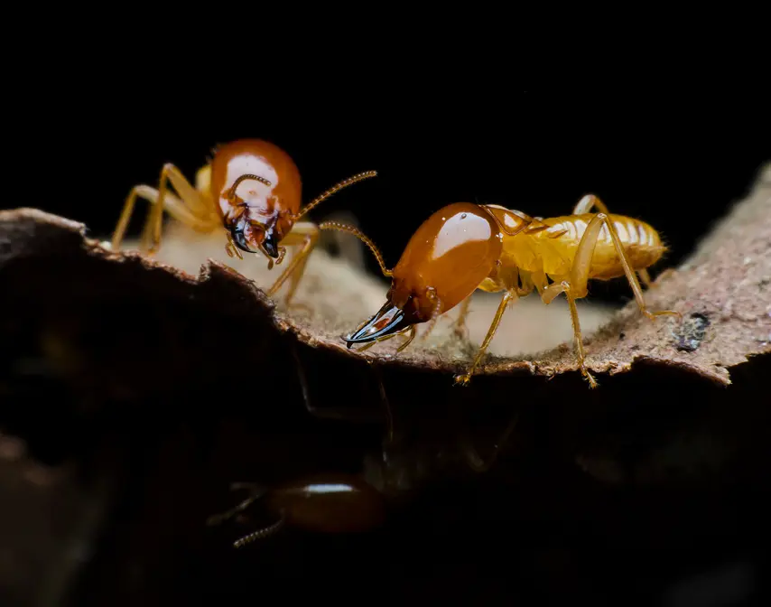 Termite Control